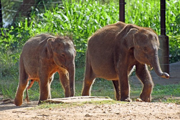 Twee olifantjes op weg naar het melk bijvoeren in het Udawalawe Elephant Transfer Home (Sri Lanka)