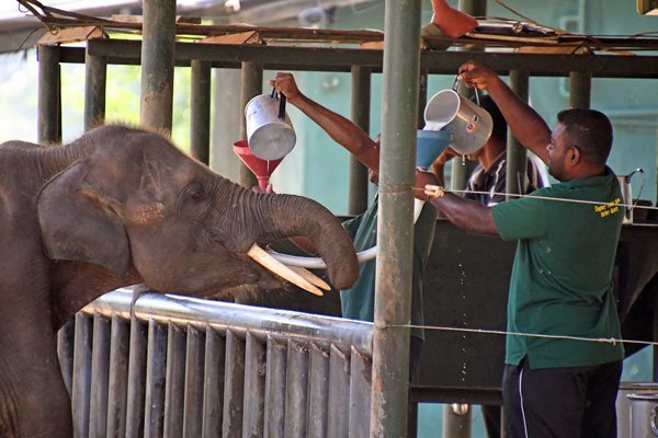 Toedoenen van melk via een trechter in het Udawalawe Elephant Transfer Home (Sri Lanka)