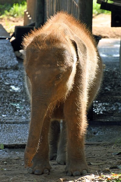 Behaard olifantje in het Udawalawe Elephant Transfer Home (Sri Lanka)