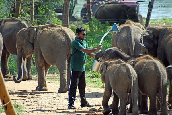 Olifantje moet met melk weggelokt worden in het Udawalawe Elephant Transfer Home (Sri Lanka)