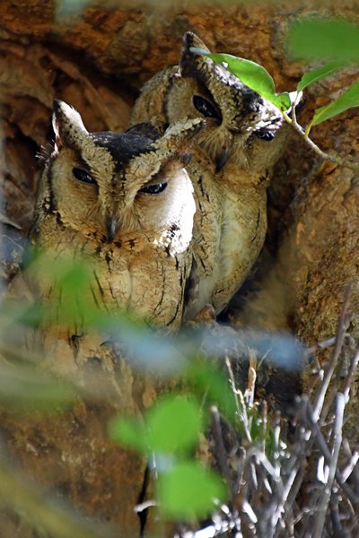 Gekraagde dwergooruil (Collared scops owl) bij het Udawalawe Elephant Transfer Home (Sri Lanka)