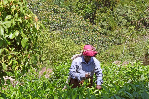 Theeplukster onderweg naar Sinharaja (Sri Lanka)