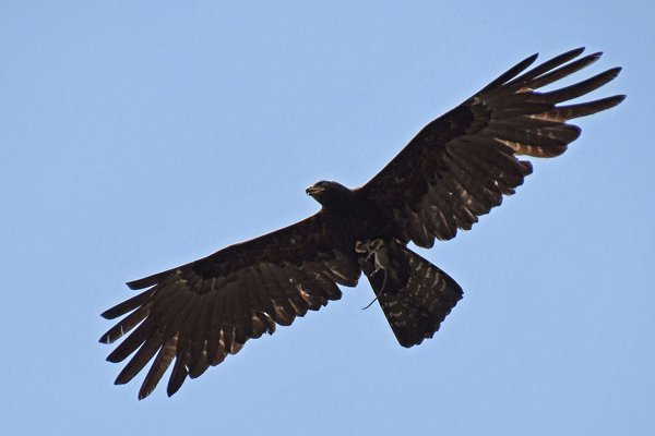 Indische zwarte arend (Black eagle) met zojuist gevangen muis onderweg naar Sinharaja (Sri Lanka)