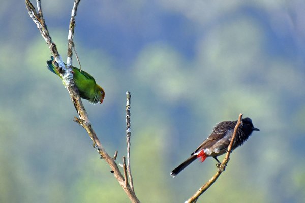 Hanging parrot en Roodbuikbuulbuul (Red-vented bulbul) in Sinharaja (Sri Lanka)
