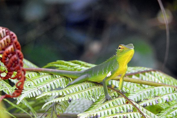 Green forest lizard in Sinharaja (Sri Lanka)
