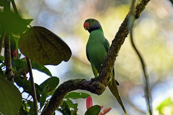 Smaragdparkiet (Layard's parakeet) in Sinharaja (Sri Lanka)