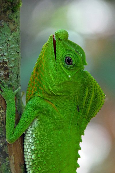 Lierkopagame (Hump-nosed Lizard) in Sinharaja (Sri Lanka)