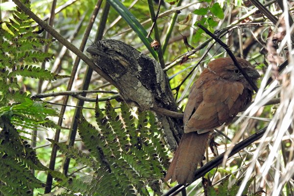 Paartje Ceylonkikkerbek (Sri Lanka frogmouth) in Sinharaja (Sri Lanka)
