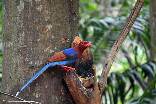 Paartje Ceylonkikkerbek (Sri Lanka frogmouth) in Sinharaja (Sri Lanka)