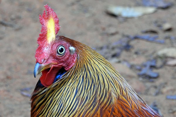 Ceylonhoen (Sri Lankan junglefowl) in Sinharaja (Sri Lanka)