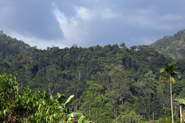Uitzicht op Sinharaja vanuit Jansen's Bungalow bij Sinharaja (Sri Lanka)