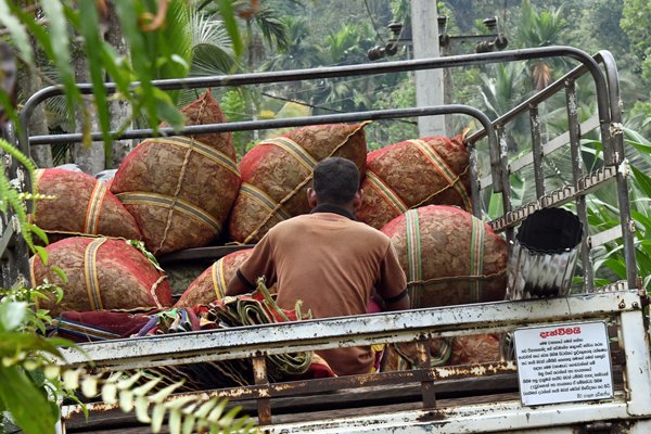 Geplukte thee wordt afgevoerd bij Sinharaja (Sri Lanka)