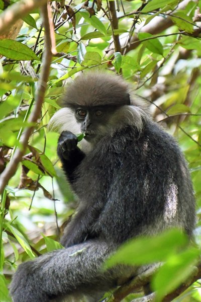 Purple-faced langur in Kanneliya Rainforest (Sri Lanka)