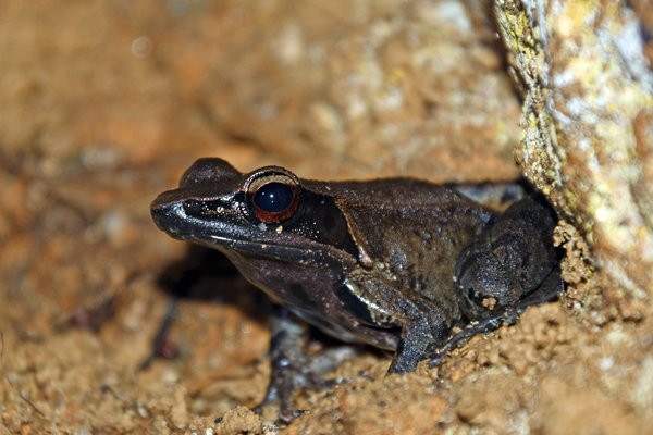 Kikker in een grot in het Kanneliya Rainforest (Sri Lanka)