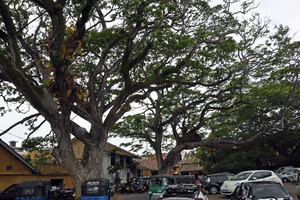 Plein met oude bomen in Galle (Sri Lanka)