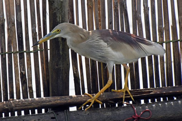 Juveniele Chinese woudaap (Yellow bittern) bij Balapitiya (Sri Lanka)