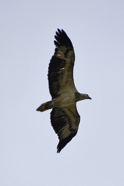 Juveniele Brahmaanse wouw (Brahminy kite) bij Balapitiya