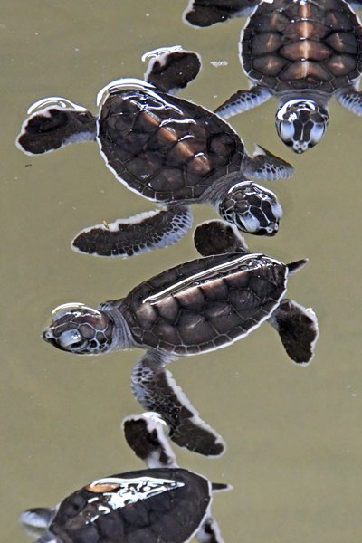 Jonge schildpadjes bij het Kosgoda Conservation Project (Sri Lanka)