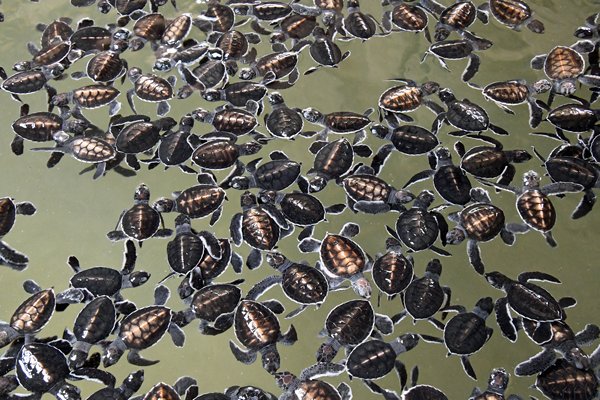 Jonge schildpadjes bij het Kosgoda Conservation Project (Sri Lanka)