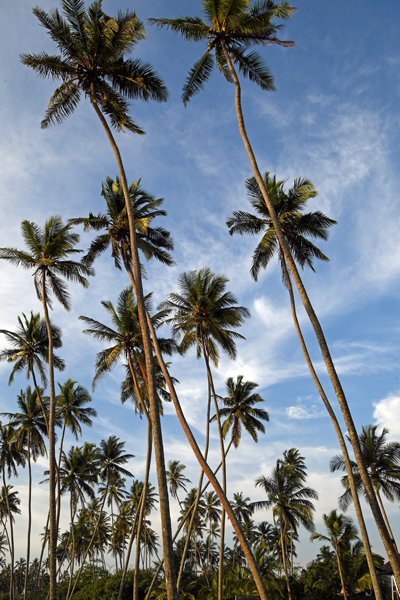 Palmen bij het strand van hotel Wunderbar in Bentota (Sri Lanka)