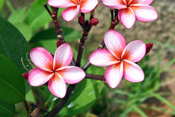 Frangipani in Negombo (Sri Lanka)