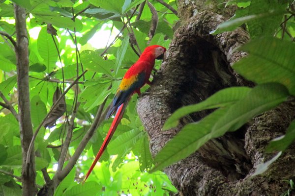 Scarlet macaw in Carara NP.