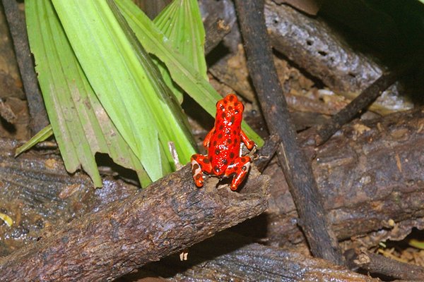 Aardbeikikker = Red poison-dart frog (Dendrobates pumilio).