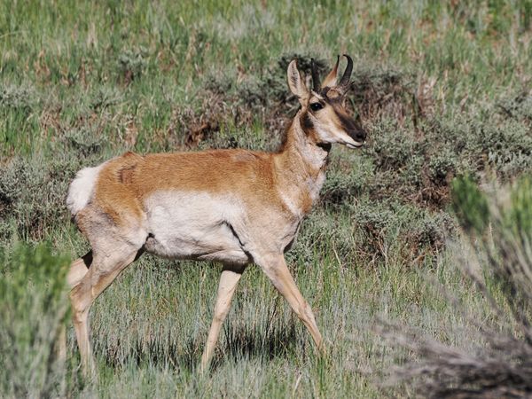 Gaffelantilope