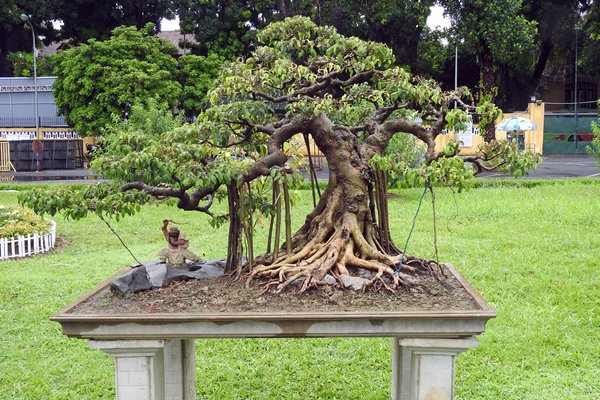 Kunstige bonsai werken in de citadel van Hanoi