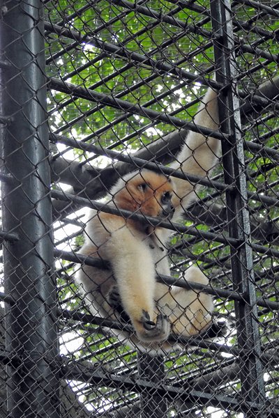 Bedelende gibbon in de dierentuin van Hanoi