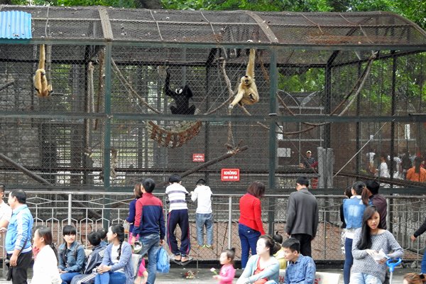 Het grote gibbon-hok in de dierentuin van Hanoi