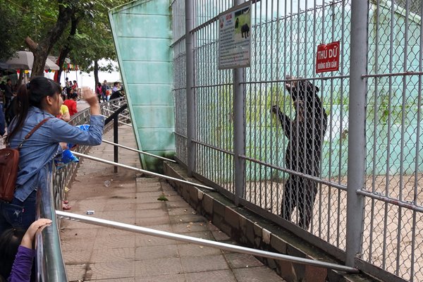 Bedelende Maleise beer in de dierentuin van Hanoi