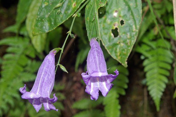 Blauwe Campanula (klokje) soort bij Sin Chai, Vietnam