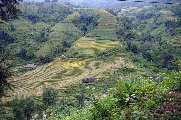 Bergen met rijstterrassen onderweg van Sa Pa naar Lao Cai, Vietnam