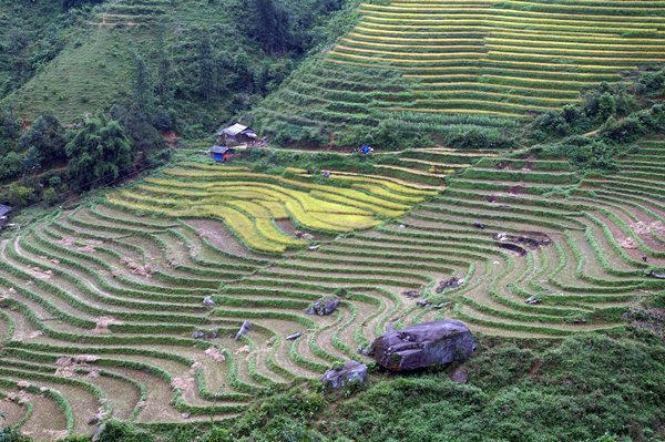 Hellingen vol met rijstterrassen tussen Sa Pa en Lao Cai, Vietnam