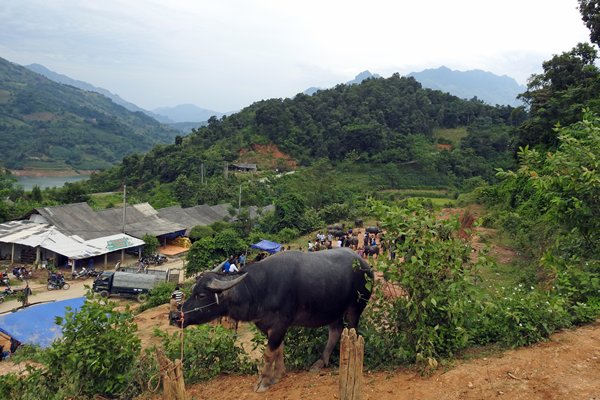 Waterbuffel op de markt van Coc Ly, Vietnam