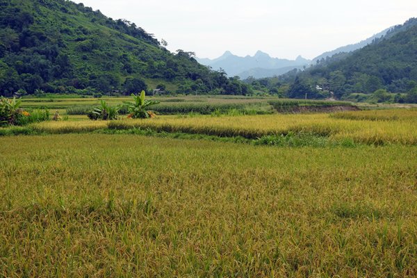 Rijstterrassen in de buurt van de Chai rivier, Vietnam