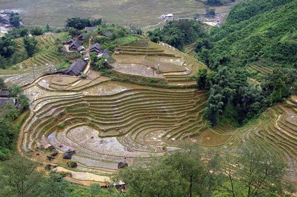 Rijstterrassen van bovenaf gezien, omgeving Ta Van (Vietnam)