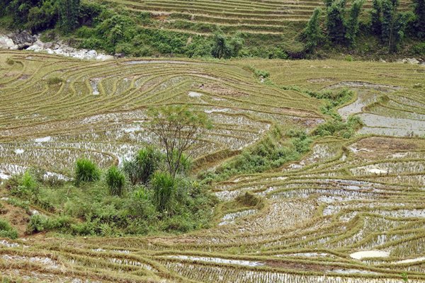 Mooie patronen in rijstterrassen, Vietnam
