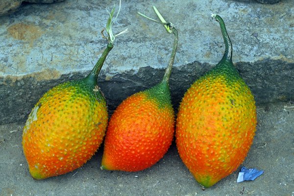Gac of baby jackfruit, Vietnam