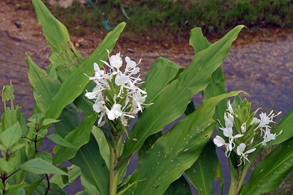 Mooie wit bloeiende bloem van Hedychium coronarium (white ginger lily), Vietnam