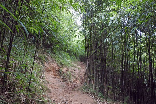 Paadje door het bamboebos bij Sa Pa, Vietnam