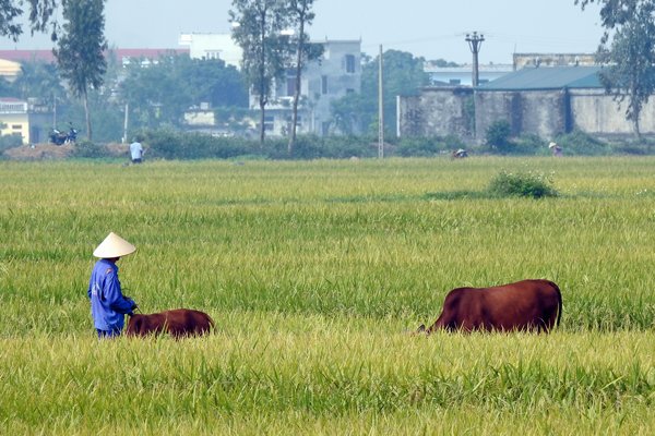 Landelijk tafereel onderweg naar Ninh Binh, Vietnam