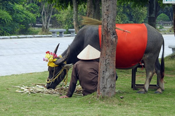 Buffel om mee op de foto te gaan bij Hoa Lu, Vietnam