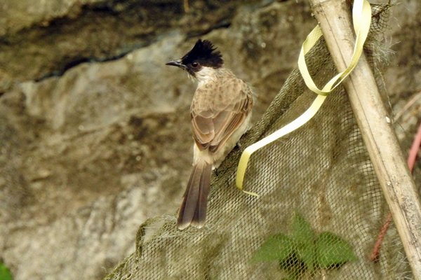 Sooty-headed bulbul (roetkopbuulbuul) bij Ninh Binh, Vietnam