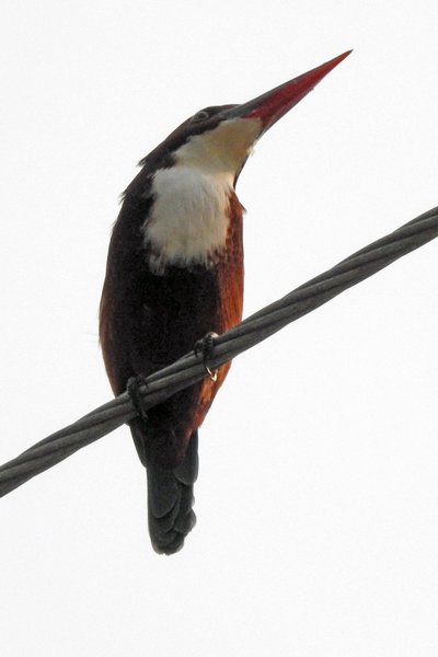 White-throated Kingfisher (smyrna ijsvogel) bij Ninh Binh, Vietnam