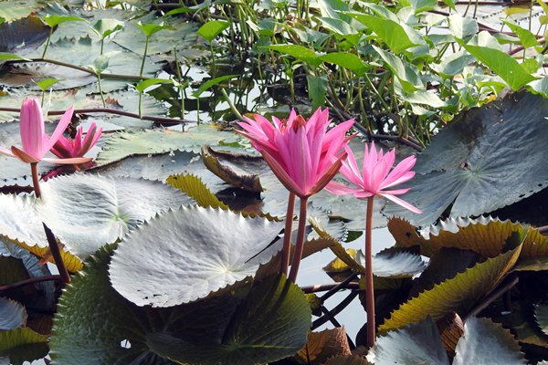 Prachtige waterlelies in Ninh Binh (Vietnam)
