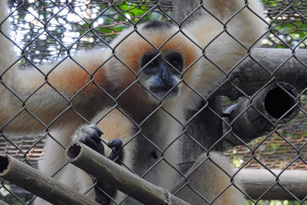Gibbon in het Primate Rescue Centre, Cuc Phuong NP (Vietnam)