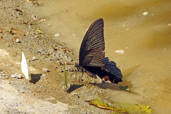 Vlinders in het Cuc Phuong NP, Vietnam