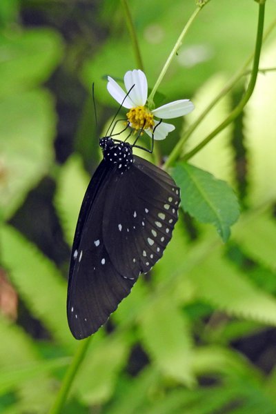 Vlinder in Cuc Phuong NP, Vietnam